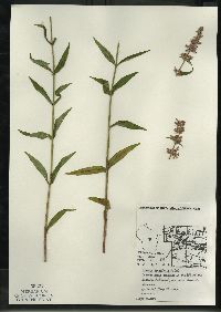 Stachys tenuifolia image