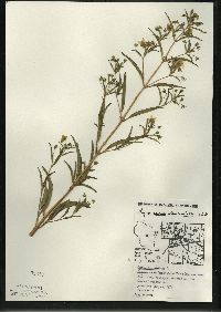 Lysimachia lanceolata image