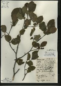 Alnus incana subsp. rugosa image