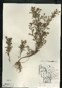 Matricaria discoidea image