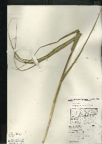 Phragmites australis image