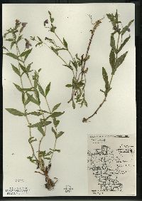 Mimulus ringens var. ringens image