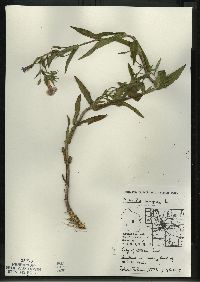 Mimulus ringens var. ringens image