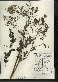 Thalictrum dasycarpum image