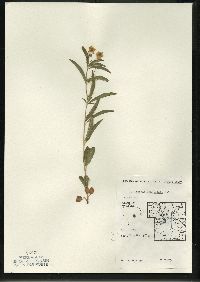 Lysimachia lanceolata image