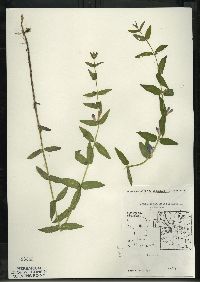 Scutellaria galericulata image