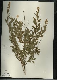 Spiraea alba image