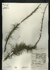 Larix laricina image