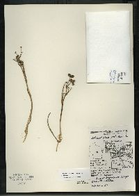 Scheuchzeria palustris image