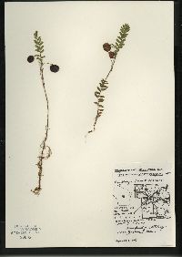 Vaccinium macrocarpon image