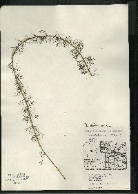 Myriophyllum sibiricum image