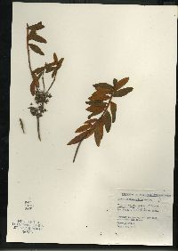 Rhododendron groenlandicum image