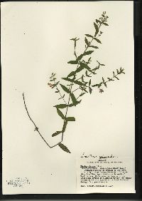 Scutellaria galericulata image