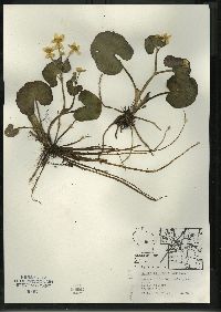 Caltha palustris image