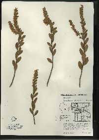 Chamaedaphne calyculata image