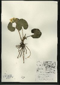 Caltha palustris image