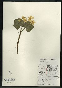 Caltha palustris image