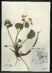 Caltha palustris image