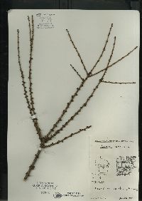 Larix laricina image