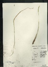 Oryzopsis asperifolia image