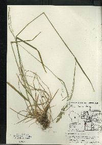 Poa alsodes image