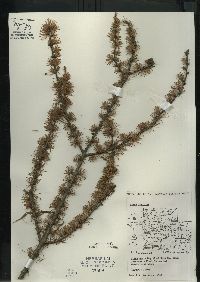 Larix laricina image