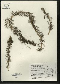 Myriophyllum sibiricum image