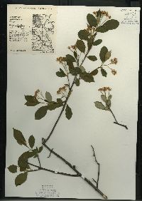 Aronia melanocarpa image