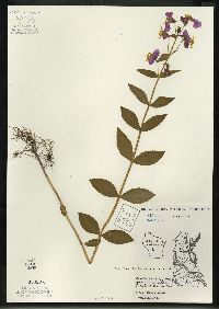 Rhexia virginica image