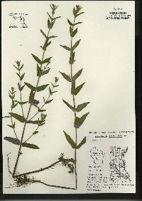 Scutellaria galericulata image