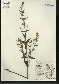 Scutellaria galericulata image