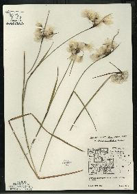 Eriophorum angustifolium image