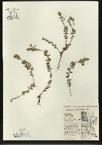 Vaccinium macrocarpon image