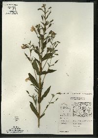 Mimulus ringens var. ringens image