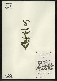 Scutellaria galericulata image