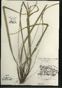 Oryzopsis asperifolia image