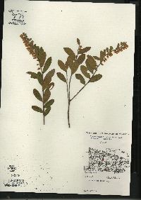 Chamaedaphne calyculata image