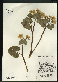 Caltha palustris image