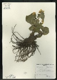 Caltha palustris image