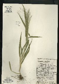 Panicum capillare subsp. capillare image