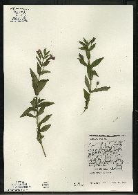 Mimulus ringens var. ringens image