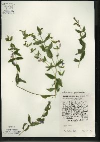 Scutellaria galericulata image