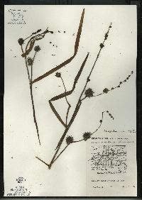 Sparganium eurycarpum image