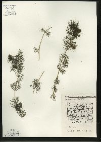 Myriophyllum sibiricum image