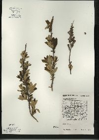 Spiraea tomentosa image