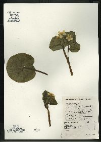 Caltha palustris image