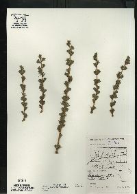 Larix laricina image