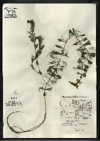 Bidens beckii image