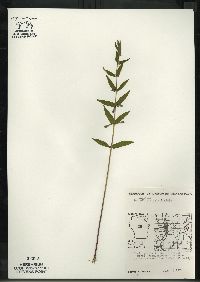 Scutellaria galericulata image