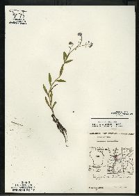 Myosotis scorpioides image